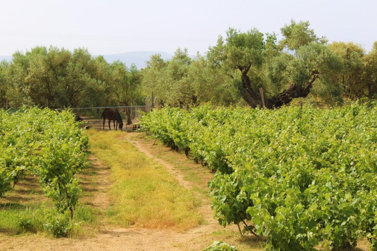 Κατάλυμα σε φάρμα Stamna Farm *