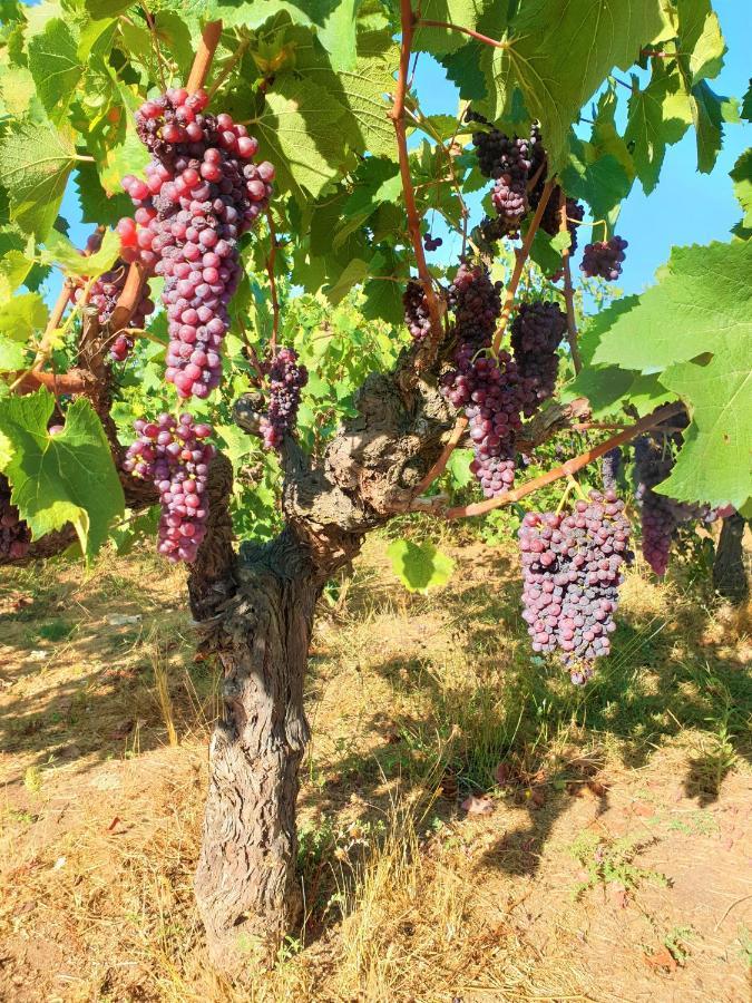 Stamna Farm Κατάλυμα σε φάρμα Romanos (Messenia)